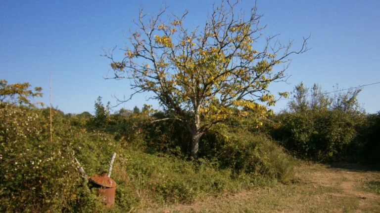 Land Gallery--2