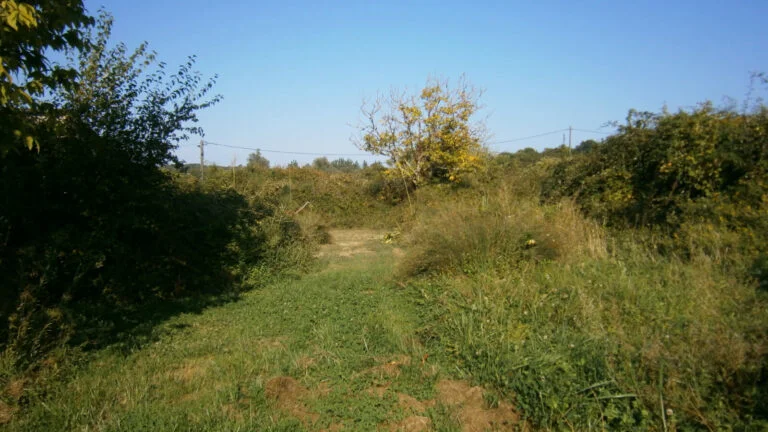 Land Gallery--7